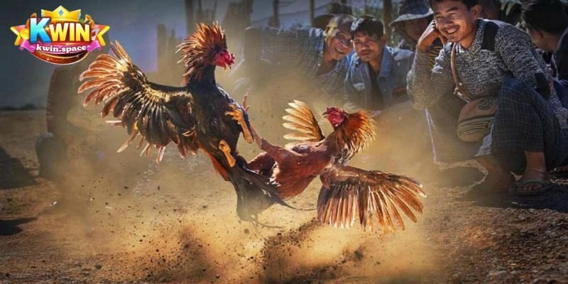 Đôi nét về sảnh đá gà Mỹ