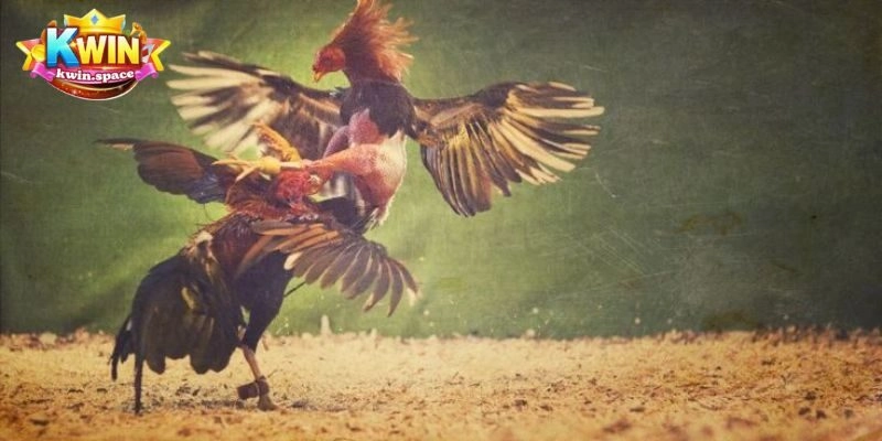 Bật mí một số thể loại cá cược đá gà Mỹ