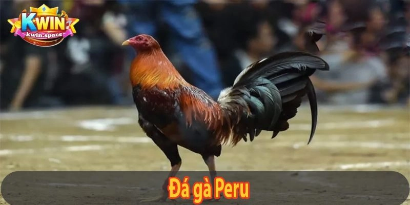 Đá Gà Peru - Tổng Hợp Các Loại Đá Gà Phổ Biến 2025