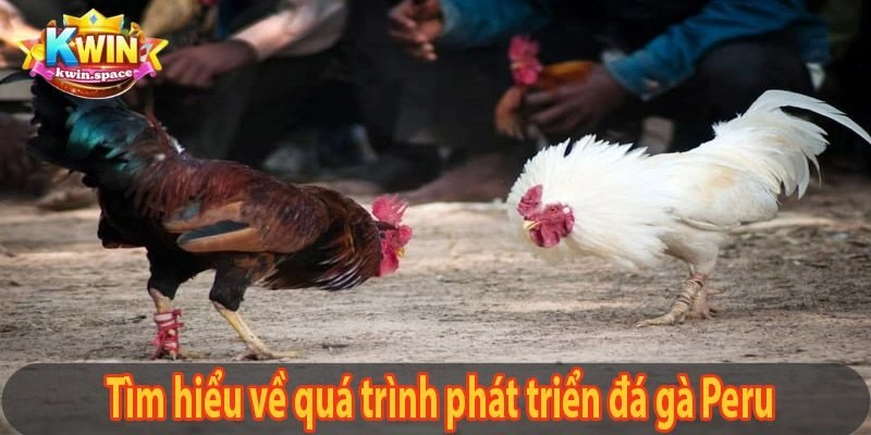Đá gà Peru là gì?