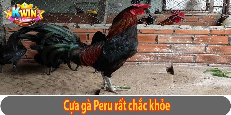 Các loại đá gà Peru phổ biến tại nhà cái Kwin